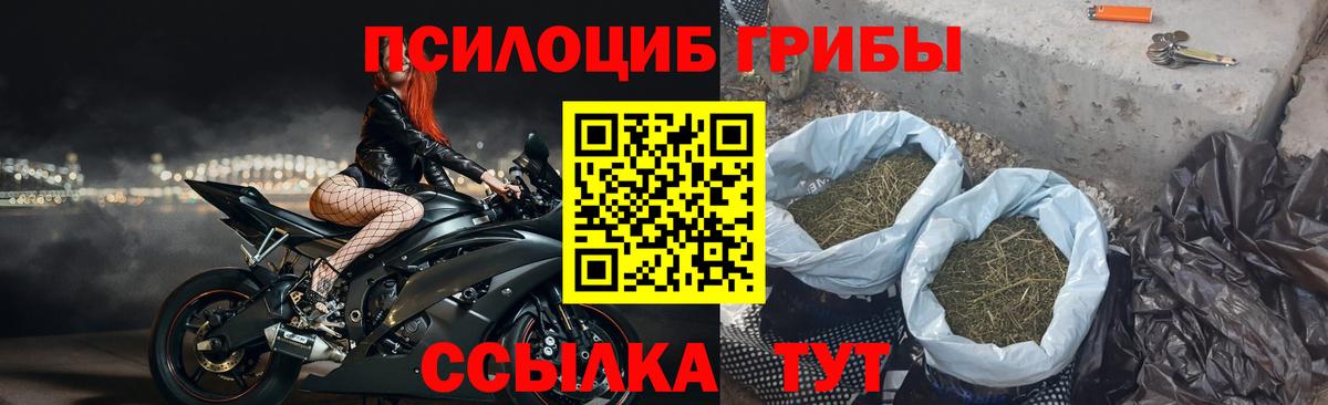 Псилоцибиновые грибы Psilocybe Карталы